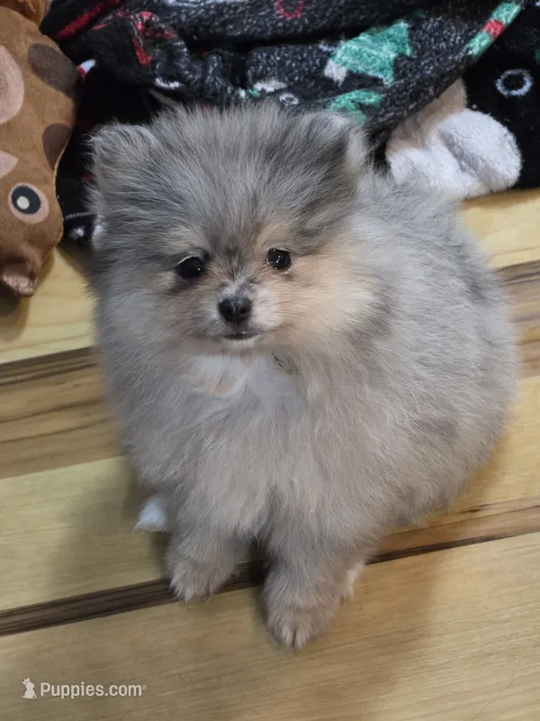 Akc champion pedigree jax – Pomeranian puppy for sale in Fort Wayne, IN