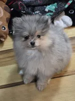 Akc champion pedigree jax, a male Pomeranian for sale in Fort Wayne, IN – 1 of 3