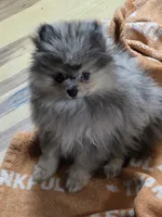 Akc grand champion pedigree Jenny , a female Pomeranian for sale in Kendallville, IN – 4 of 6