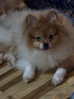Ckc champion pedigree max , a male Pomeranian for sale in Fort Wayne, IN – 2 of 5