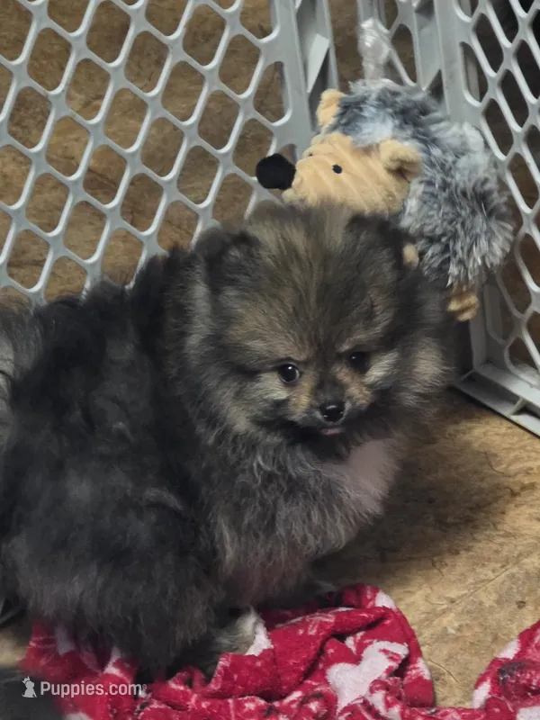 Akc champion pedigree buffy  – Pomeranian puppy for sale in Kendallville, IN