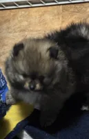 Akc champion pedigree Aspen, a female Pomeranian for sale in Kendallville, IN – 2 of 7