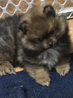 Akc champion pedigree dolly, a female Pomeranian for sale in Fort Wayne, IN – 2 of 4
