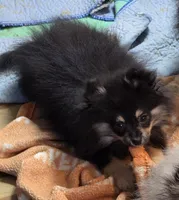 Akc champion pedigree maddy , a female Pomeranian for sale in Kendallville, IN – 3 of 4