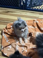 Akc Wilma , a female Pomeranian for sale in Fort Wayne, IN – 3 of 5