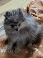 Akc grand champion pedigree Jenny , a female Pomeranian for sale in Kendallville, IN – 2 of 6