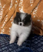 Akc pebbles , a female Pomeranian for sale in Fort Wayne, IN – 2 of 5