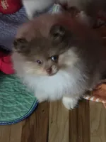 Ckc chocolate merle Marley , a male Pomeranian for sale in Fort Wayne, IN – 7 of 7