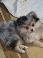 Akc champion pedigree batgirl, a female Pomeranian for sale in Kendallville, IN – 5 of 7