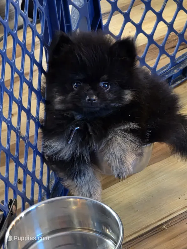 Akc champion pedigree bear – Pomeranian puppy for sale in Kendallville, IN