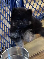 Akc champion pedigree bear, a male Pomeranian for sale in Kendallville, IN – 1 of 7