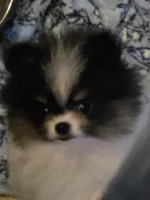Aca champion pedigree pebbles, a female Pomeranian for sale in Kendallville, IN – 3 of 7