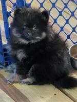 Akc champion pedigree bear, a male Pomeranian for sale in Kendallville, IN – 3 of 8