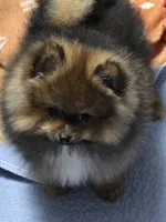 Akc champion pedigree minnie, a female Pomeranian for sale in Kendallville, IN – 2 of 6