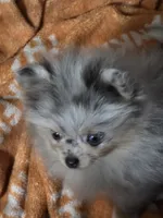 Aca beautiful blue eyed sky , a female Pomeranian for sale in Kendallville, IN – 3 of 4