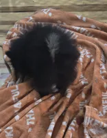 Akc grand champion pedigree bear, a male Pomeranian for sale in Kendallville, IN – 4 of 4