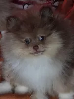 Ckc tiny teddy bear face bo, a male Pomeranian for sale in Fort Wayne, IN – Photo 2 of 8