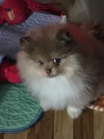 Ckc tiny teddy bear face bo, a male Pomeranian for sale in Fort Wayne, IN – Photo 3 of 8