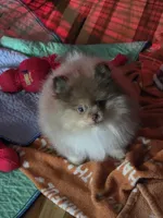 Ckc tiny teddy bear face bo, a male Pomeranian for sale in Fort Wayne, IN – Photo 7 of 8
