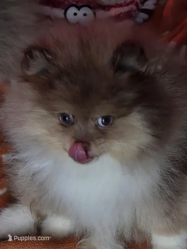Ckc tiny teddy bear face bo, a male Pomeranian for sale in Fort Wayne, IN – Photo 1 of 8