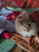 Ckc tiny teddy bear face bo, a male Pomeranian for sale in Fort Wayne, IN – Photo 6 of 8