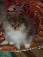 Ckc tiny teddy bear face bo, a male Pomeranian for sale in Fort Wayne, IN – Photo 8 of 8