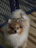 Ckc champion pedigree max , a male Pomeranian for sale in Fort Wayne, IN – 3 of 9