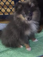 Aca beautiful blue and tan boy duffy, a male Pomeranian for sale in Kendallville, IN – 4 of 4