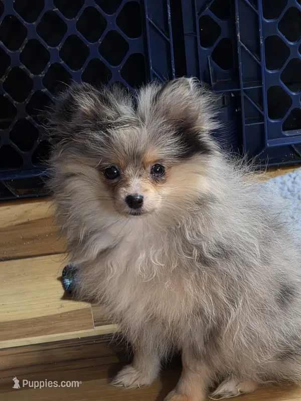 Akc champion pedigree blue merle girl blossom – Pomeranian puppy for sale in Kendallville, IN