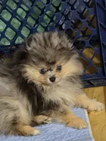 Akc champion pedigree jax, a male Pomeranian for sale in Kendallville, IN – 1 of 6