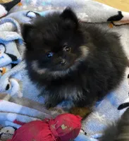 Alc champion pedigree bear, a male Pomeranian for sale in Fort Wayne, IN – 7 of 8