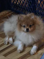 Ckc champion pedigree max , a male Pomeranian for sale in Fort Wayne, IN – 4 of 5