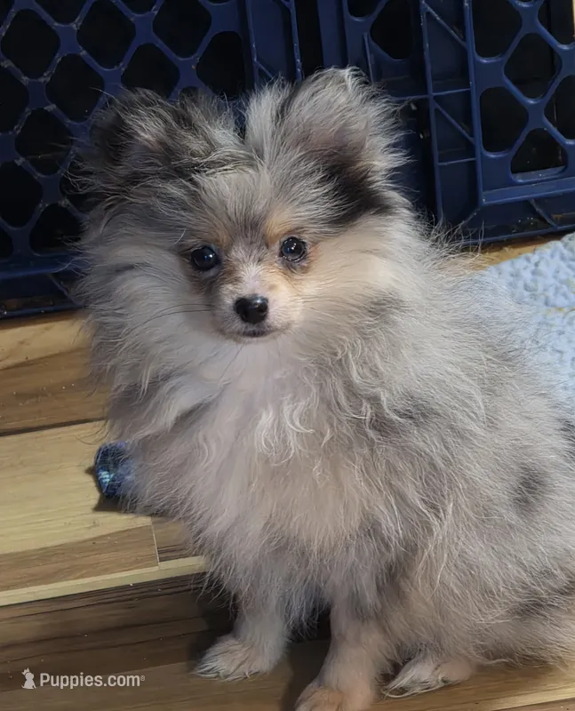 Akc champion pedigree batgirl – Pomeranian puppy for sale in Kendallville, IN