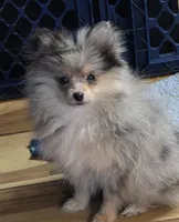 Akc champion pedigree batgirl, a female Pomeranian for sale in Kendallville, IN – 1 of 4
