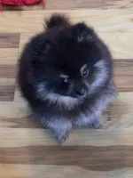 Akc champion pedigree molly , a female Pomeranian for sale in Fort Wayne, IN – 3 of 4