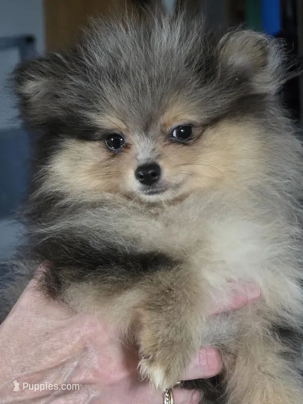 Akc champion pedigree tanner – Pomeranian puppy for sale in Kendallville, IN