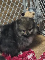 Akc grand champion pedigree buffy , a female Pomeranian for sale in Kendallville, IN – 4 of 4