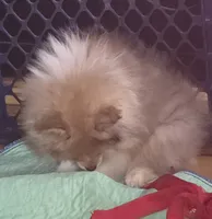 Ckc champion pedigree teddy , a male Pomeranian for sale in Fort Wayne, IN – 2 of 3