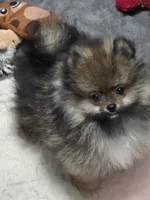 Akc champion pedigree buffy , a female Pomeranian for sale in Kendallville, IN – 4 of 6