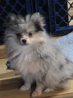 Akc champion pedigree blue merle girl blossom, a female Pomeranian for sale in Kendallville, IN – 4 of 4
