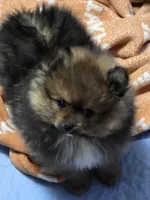 Akc champion pedigree dolly, a female Pomeranian for sale in Kendallville, IN – 3 of 5