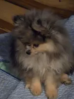 Akc grand pedigree jenny, a female Pomeranian for sale in Kendallville, IN – 4 of 5