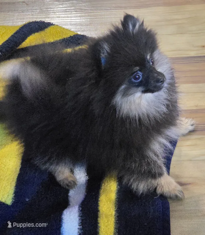 Akc champion pedigree molly , a female Pomeranian for sale in Kendallville, IN – 1 of 3