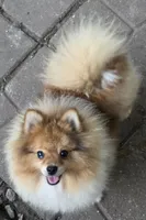 Ckc champion pedigree max , a male Pomeranian for sale in Kendallville, IN – 2 of 4