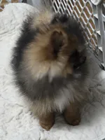 Akc champion pedigree minnie , a female Pomeranian for sale in Kendallville, IN – 5 of 6