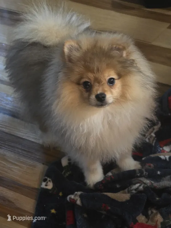 Ckc champion pedigree Toby  – Pomeranian puppy for sale in Fort Wayne, IN