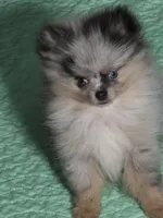 Aca tiny blue merle harley with blue eyes , a male Pomeranian for sale in Kendallville, IN – 2 of 8