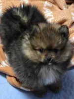 Akc champion pedigree mystic, a female Pomeranian for sale in Kendallville, IN – 4 of 5