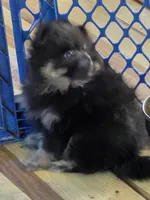 Akc grand champion pedigree bandit, a male Pomeranian for sale in Kendallville, IN – 2 of 5