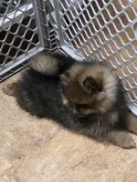 Akc champion pedigree minnie , a female Pomeranian for sale in Kendallville, IN – 4 of 5